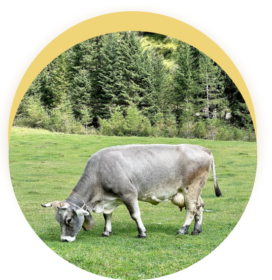 Cow